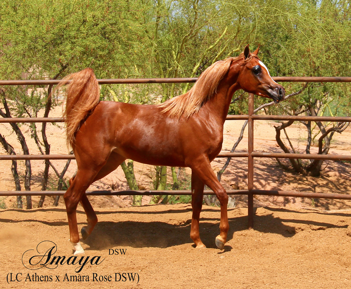 Amaya DSW