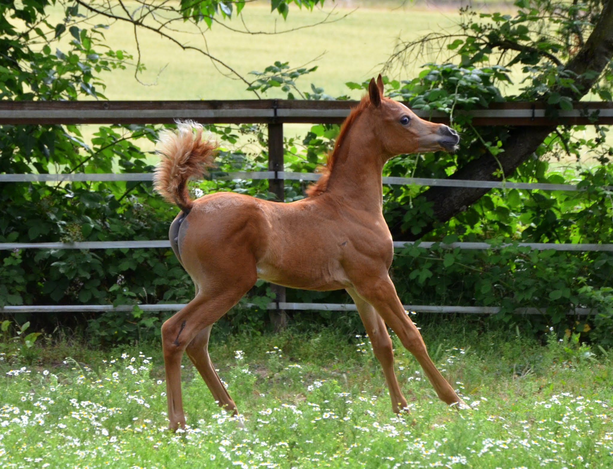 Arabian | Arabians | Arabian Horses For Sale